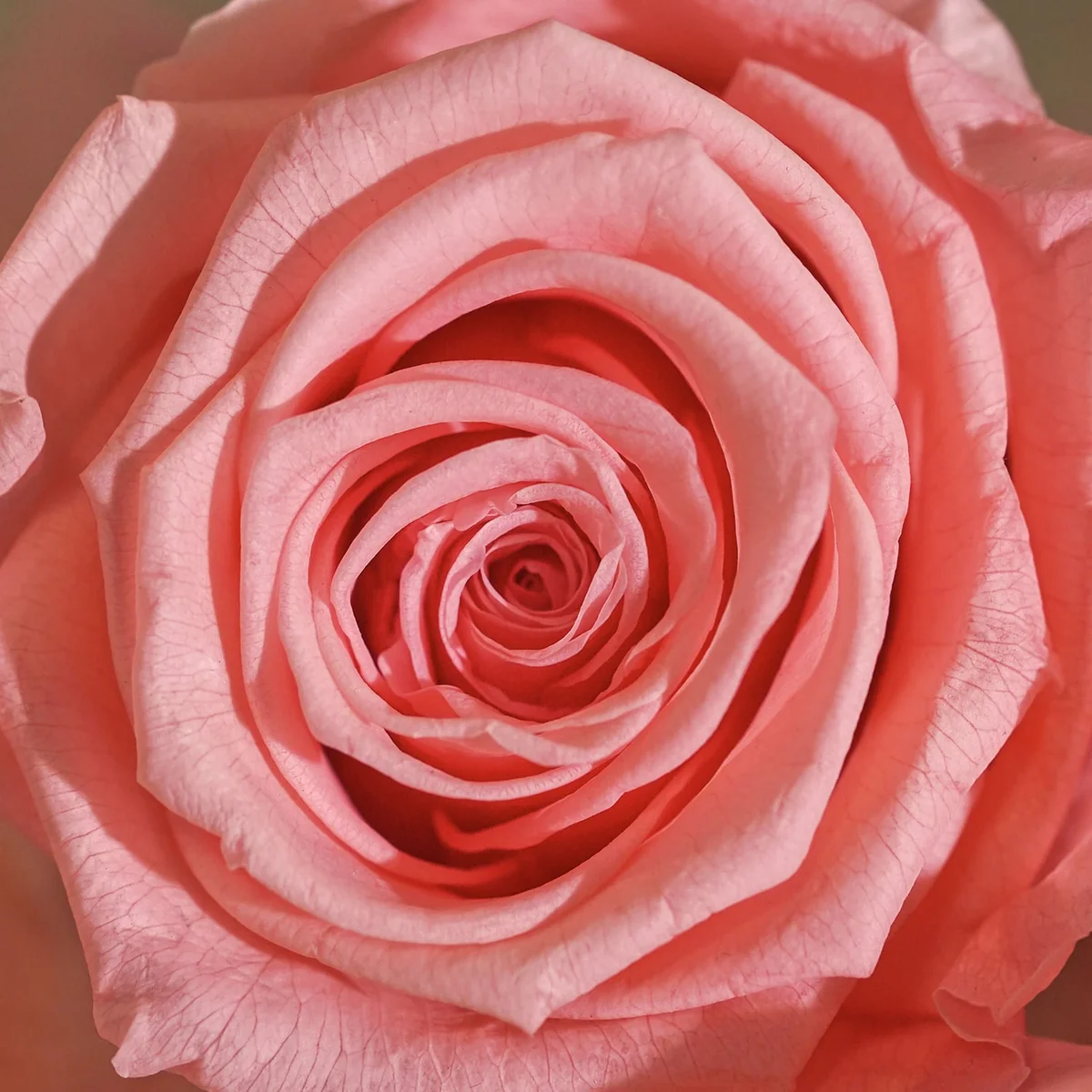 Shop All Eternity Flowers — footer
